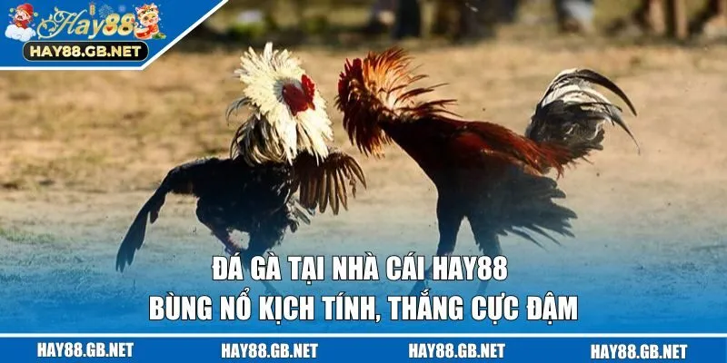Đá gà